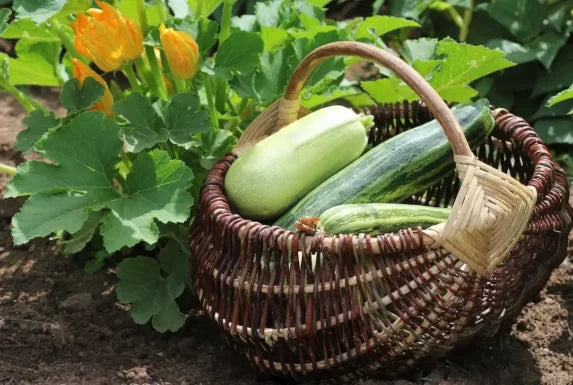 Ein Korb voller frischer Zucchini bereit zum Würzen
